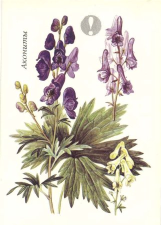 Аконит раскраска