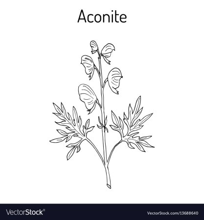 Волчий Аконит