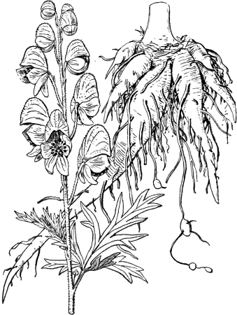 Аконит джунгарский Фармакогнозия