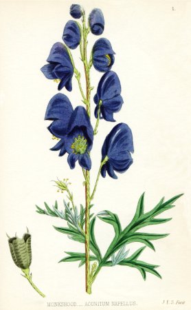 Аконит клобучковый схема
