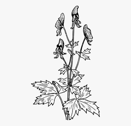 Аконит клобучковый Ботанический рисунок