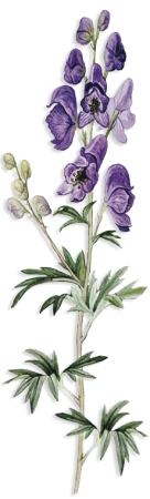 Аконит диаграмма цветка