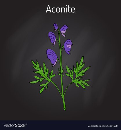 Аконит Ботаническая иллюстрация