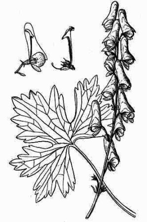 Ботаническая иллюстрация Аконит клобучковый