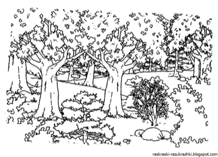 В лесу. Раскраска