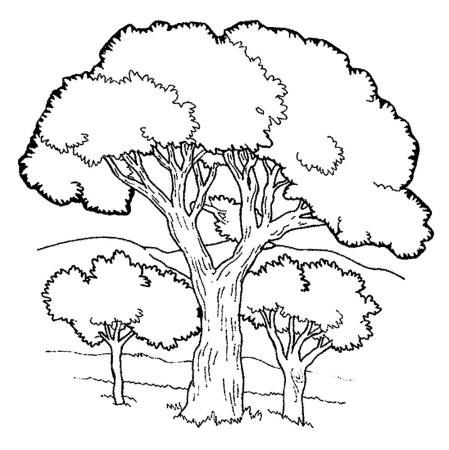 Раскраска природа