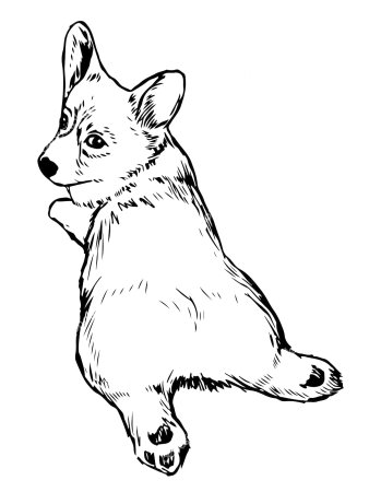 Собака корги