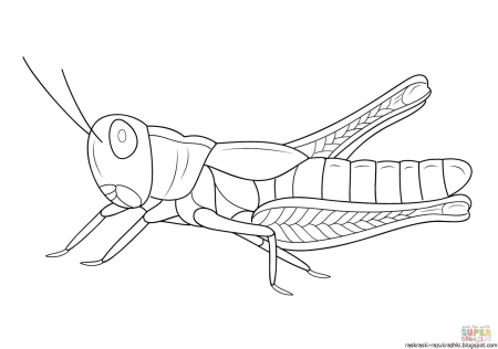 Стрекоза раскраска