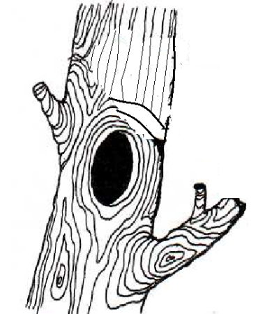 Дерево с дуплом