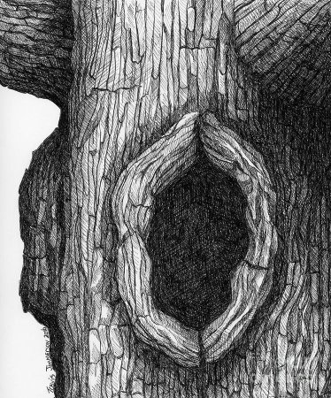 Дерево с дуплом