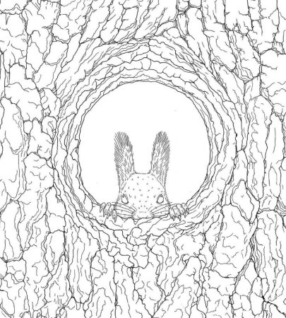 Раскраска дуб с дуплом