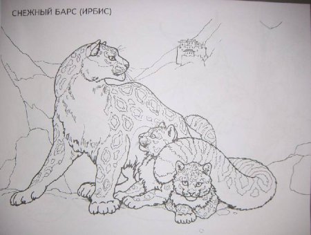 Раскраска леопард