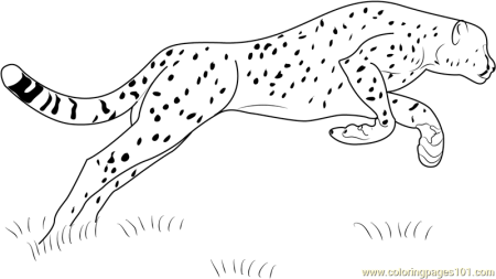 Снежный Барс Графика