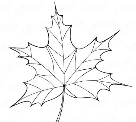 Лист клена на а4