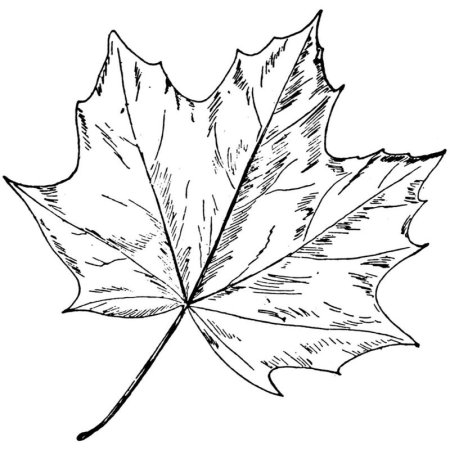 Листья контур