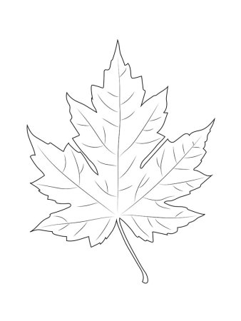 Лист клена раскраска для детей