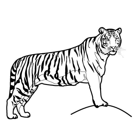 Рисунок амурский тигр раскраска (43 фото) » рисунки для срисовки на sauna-chelyabinsk.ru