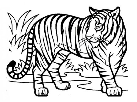 Тигр. Раскраска