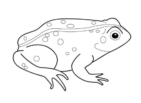 Лягушка раскраска