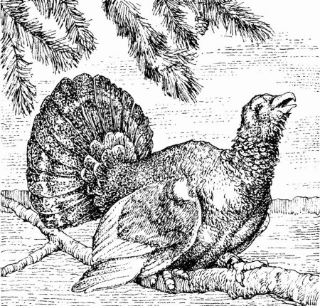 Глухарь энциклопедия