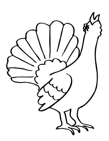 Глухарь раскраска