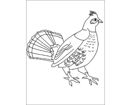 Фазан раскраска для детей