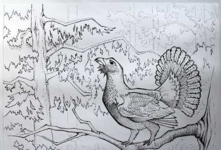 Глухарь карандашом