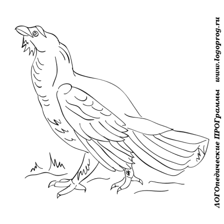Тетерев раскраска