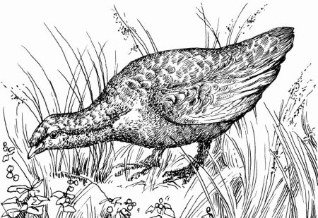 Птица рябчик раскраска