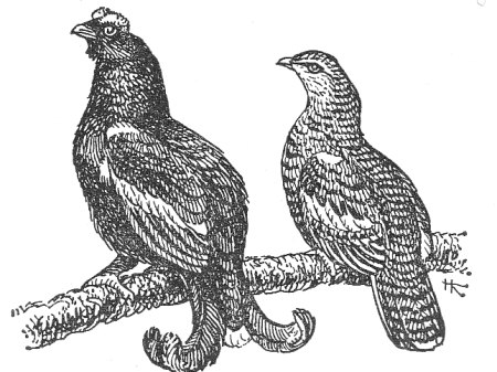 Тетерев раскраска