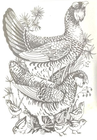 Глухарь раскраска