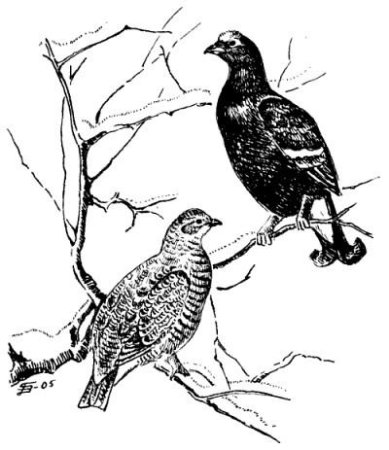 Тетерев Косач рисунок