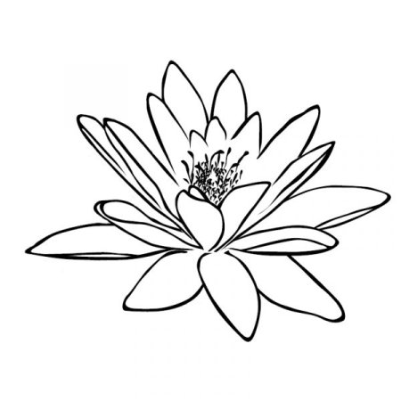 Лотос орехоносный нарисов