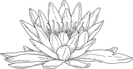 Кувшинка контур