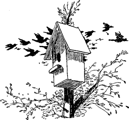 Скворец раскраска