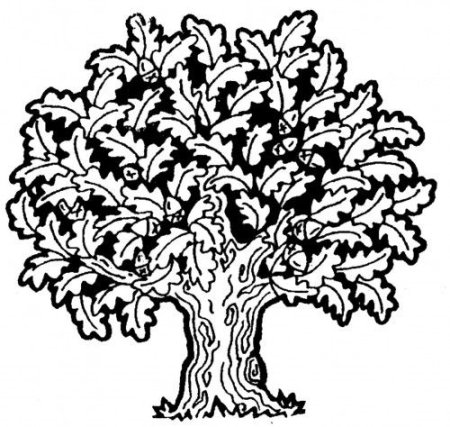 Дуб раскраска