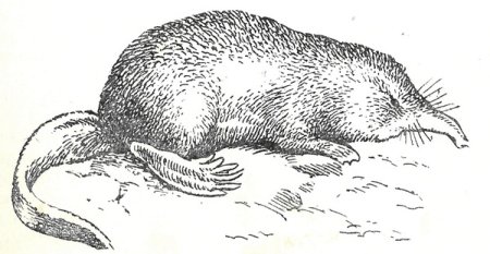Русская выхухоль рисунок