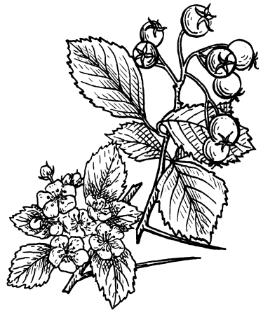 Боярышник раскраска для детей