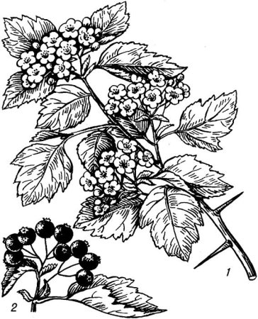 Боярышник раскраска