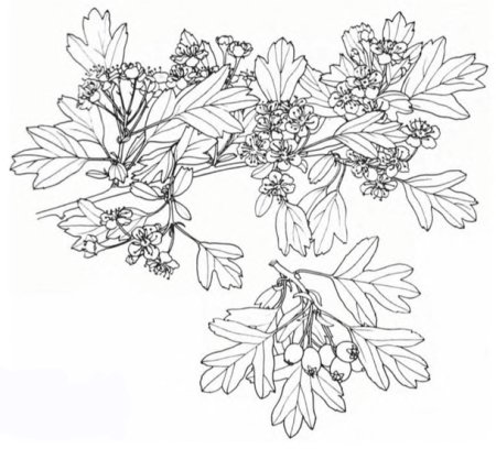 Боярышник раскраска