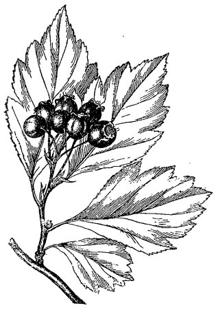 Смородина раскраска для детей