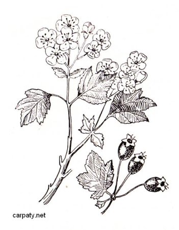 Боярышник кроваво красный рисунок карандашом