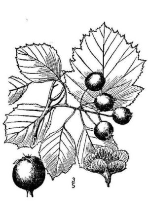 Трафарет листа боярышника