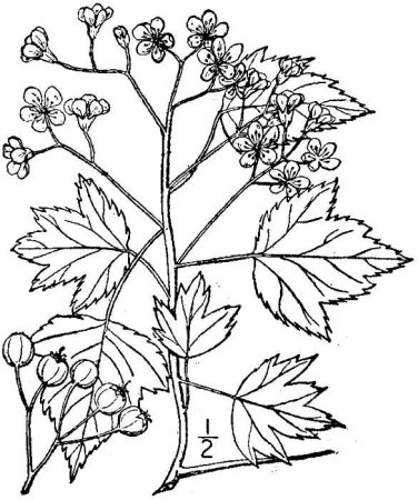 Боярышник кроваво-красный ветвь с листьями