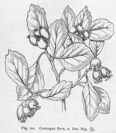 Лист боярышника раскраска