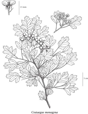 Ветка калины рисунок