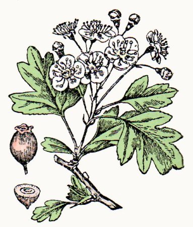 Crataegus curvisepala