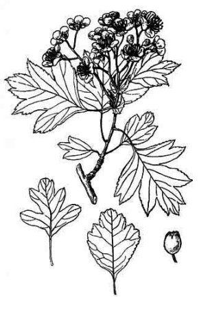 Боярышник перистонадрезанный