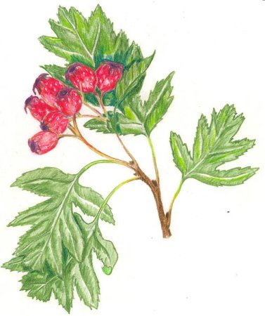 Боярышник раскраска