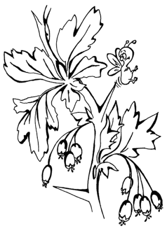 Боярышник кроваво-красный лист